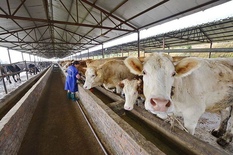 飼料蛋白酶 飼料蛋白酶